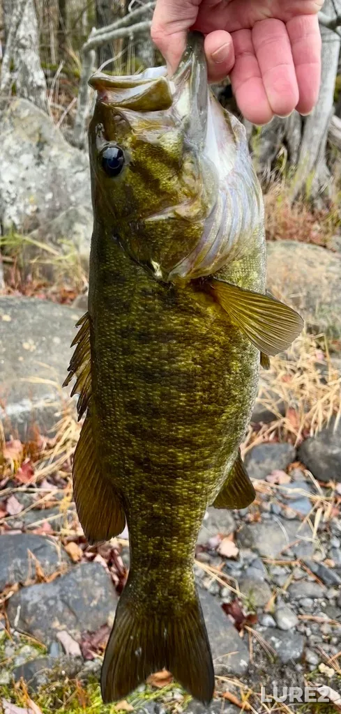 Smallmouth bass — Fancy Lake, Oct 30, 2025, 12:56 PM