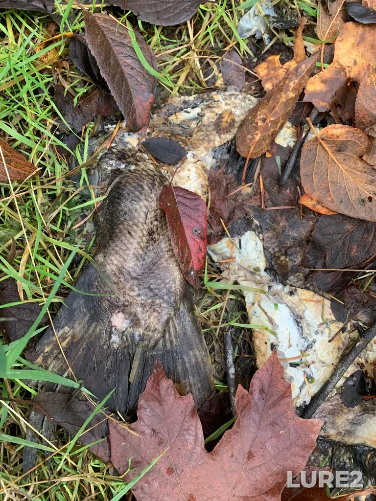 Chum salmon — Ladysmith Harbour, Nov 02, 2025, 12:29 PM