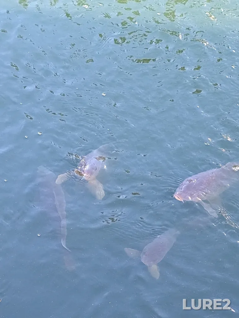 Carp — Rouge River, Oct 26, 2025, 2:31 PM
