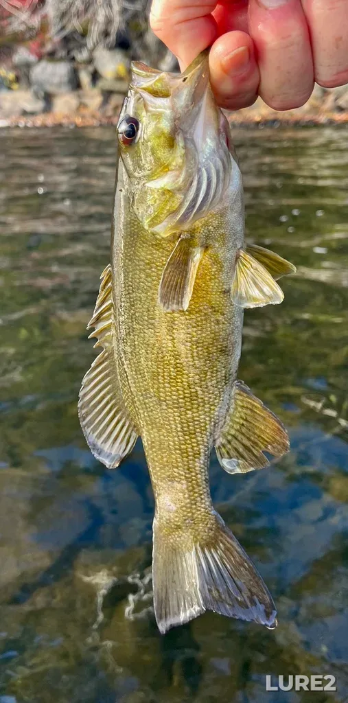 Smallmouth bass — Fancy Lake, Oct 30, 2025, 10:00 AM