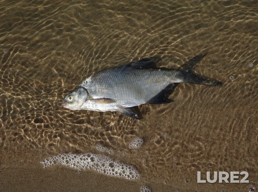 Bream — Ob, Sep 07, 2025, 11:07 AM