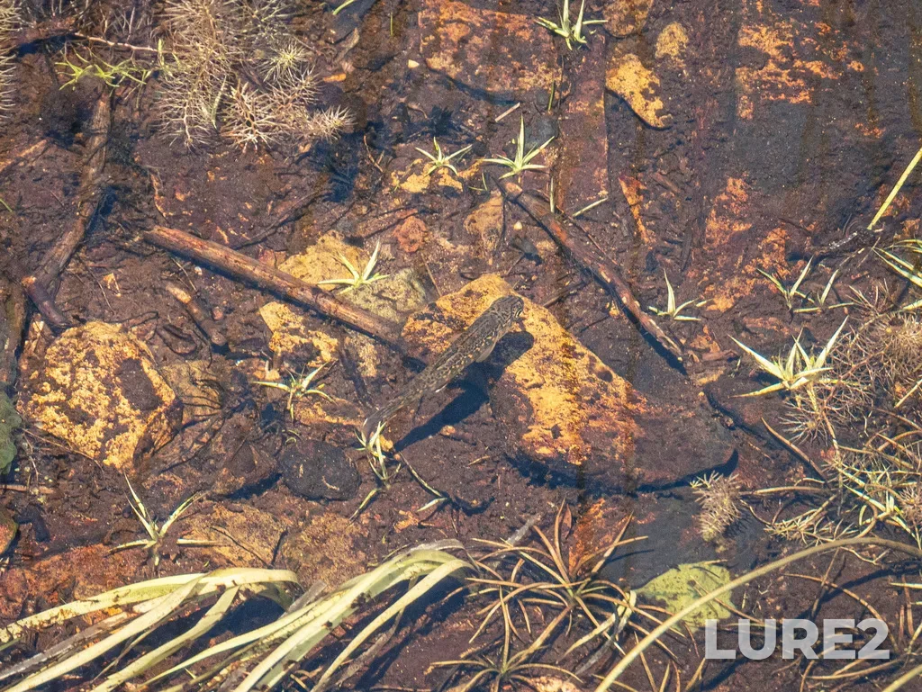 Brook trout — Halfway Pond, Aug 05, 2025, 1:02 PM