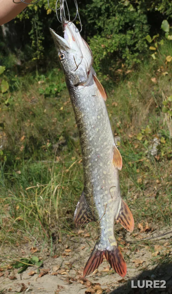 Pike — Ob, Sep 07, 2025, 2:58 PM