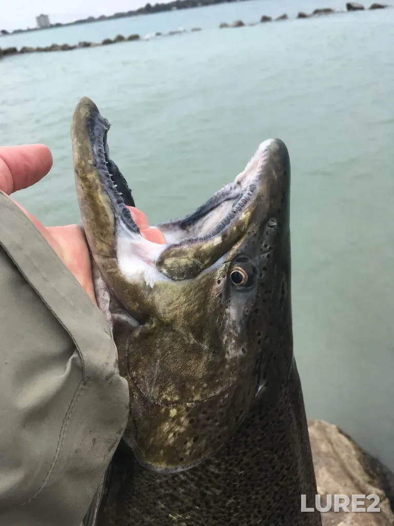 Chinook salmon — Westside Marsh, Sep 10, 2019, 3:02 PM