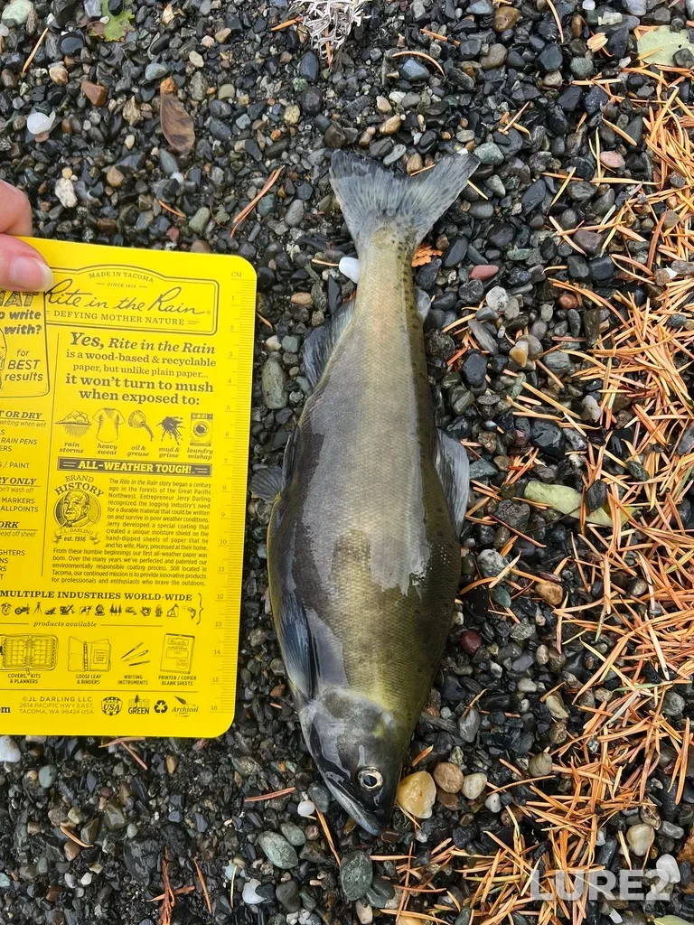 Sockeye salmon — Cayoosh Creek, Nov 11, 2025, 9:47 AM