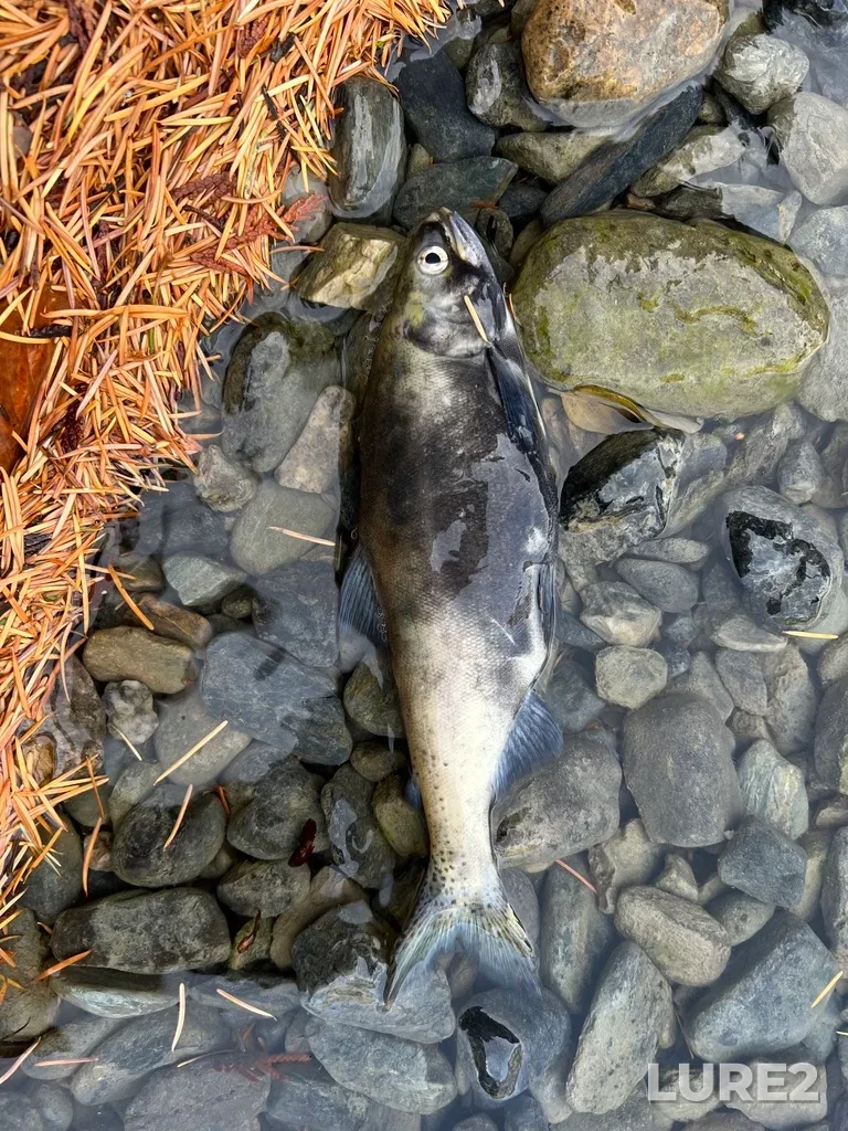 Sockeye salmon — Cayoosh Creek, Nov 12, 2025, 11:48 AM