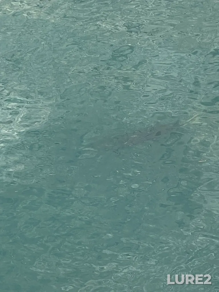 Coho salmon — Cayoosh Creek, Nov 12, 2025, 11:18 AM