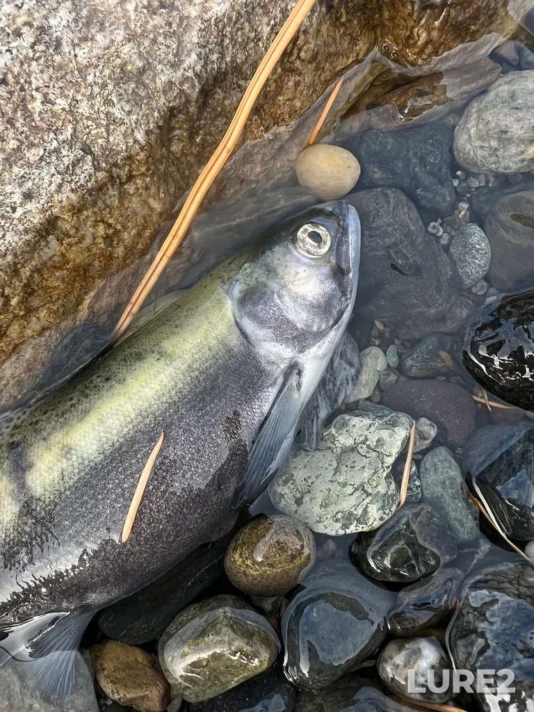 Sockeye salmon — Cayoosh Creek, Nov 12, 2025, 10:49 AM