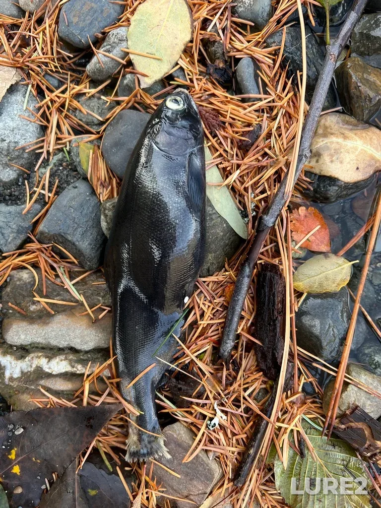Sockeye salmon — Cayoosh Creek, Nov 12, 2025, 10:22 AM