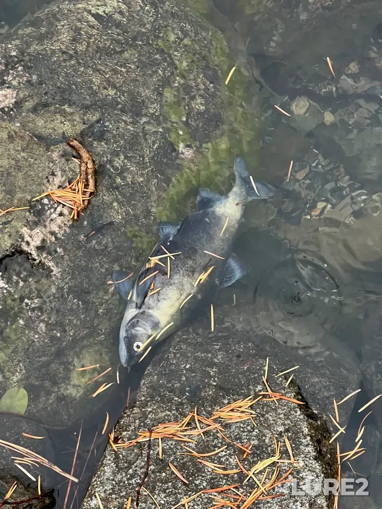 Sockeye salmon — Cayoosh Creek, Nov 13, 2025, 10:00 AM