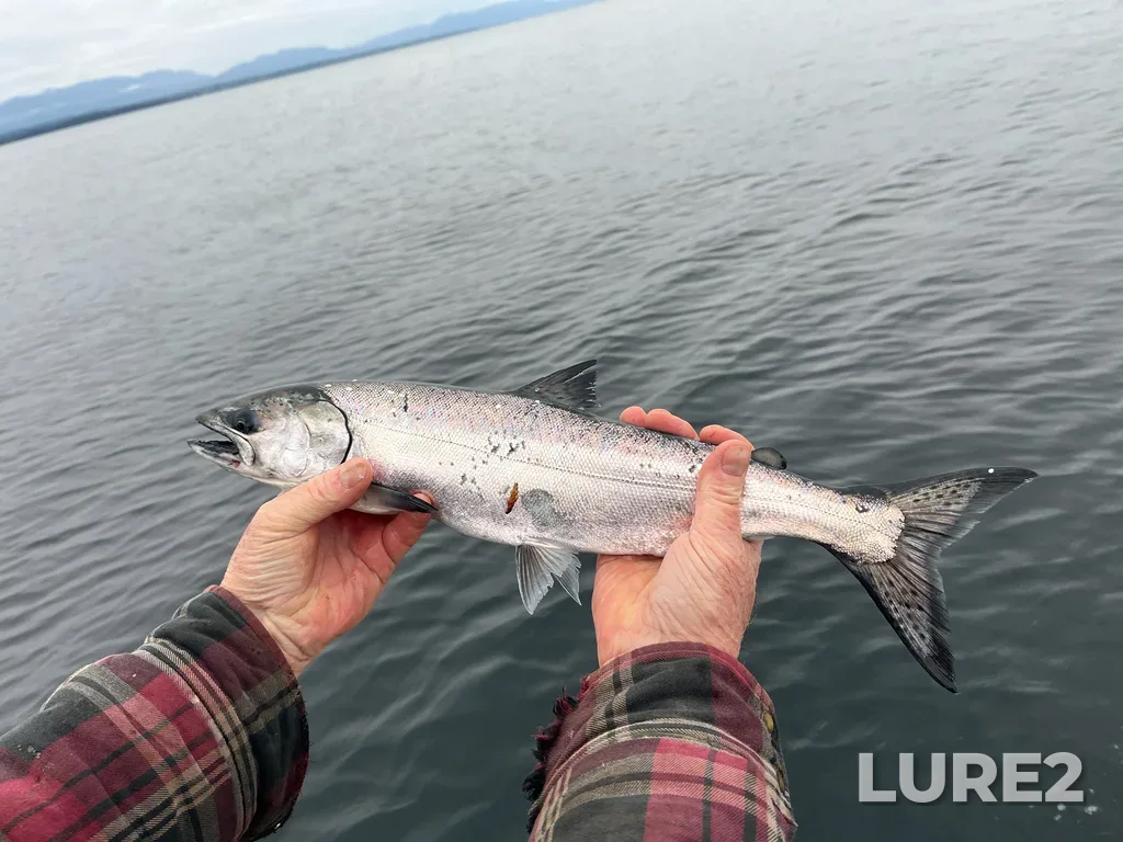 Chinook salmon — Ballenas Channel, Nov 14, 2025, 11:22 AM