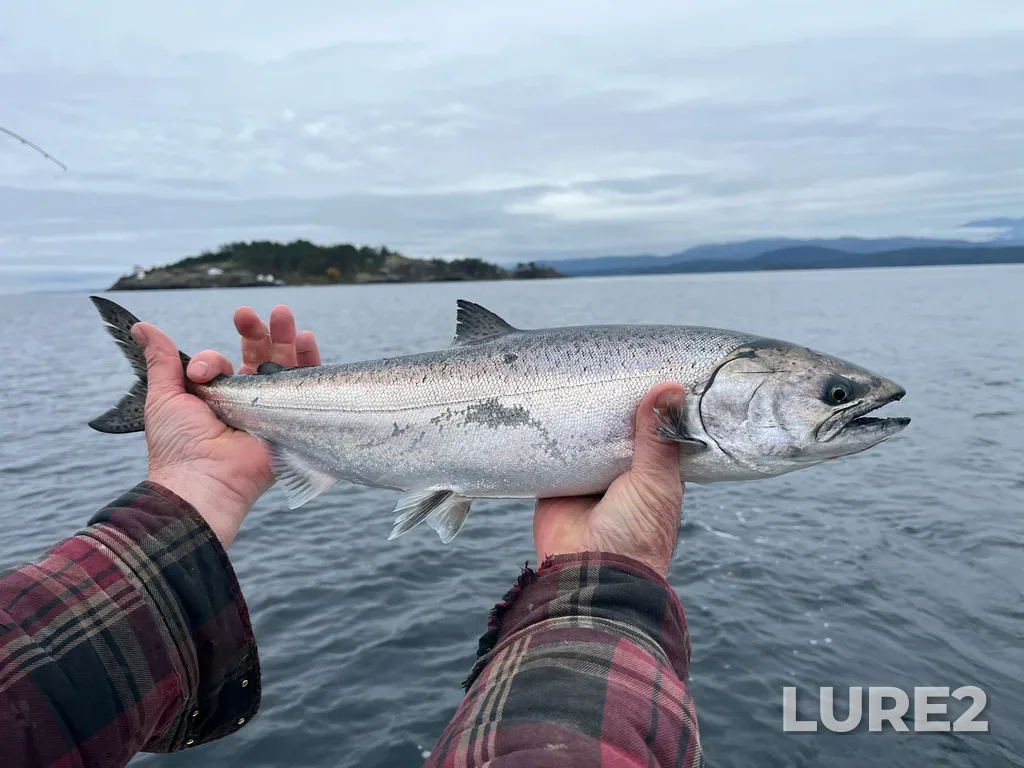 Chinook salmon — Strait of Georgia, Nov 14, 2025, 11:49 AM