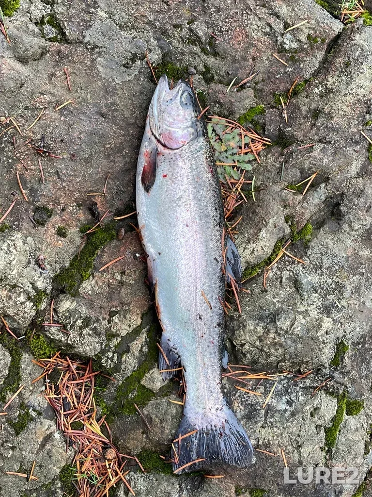Rainbow trout — Spectacle Lake, Nov 14, 2025, 12:53 PM