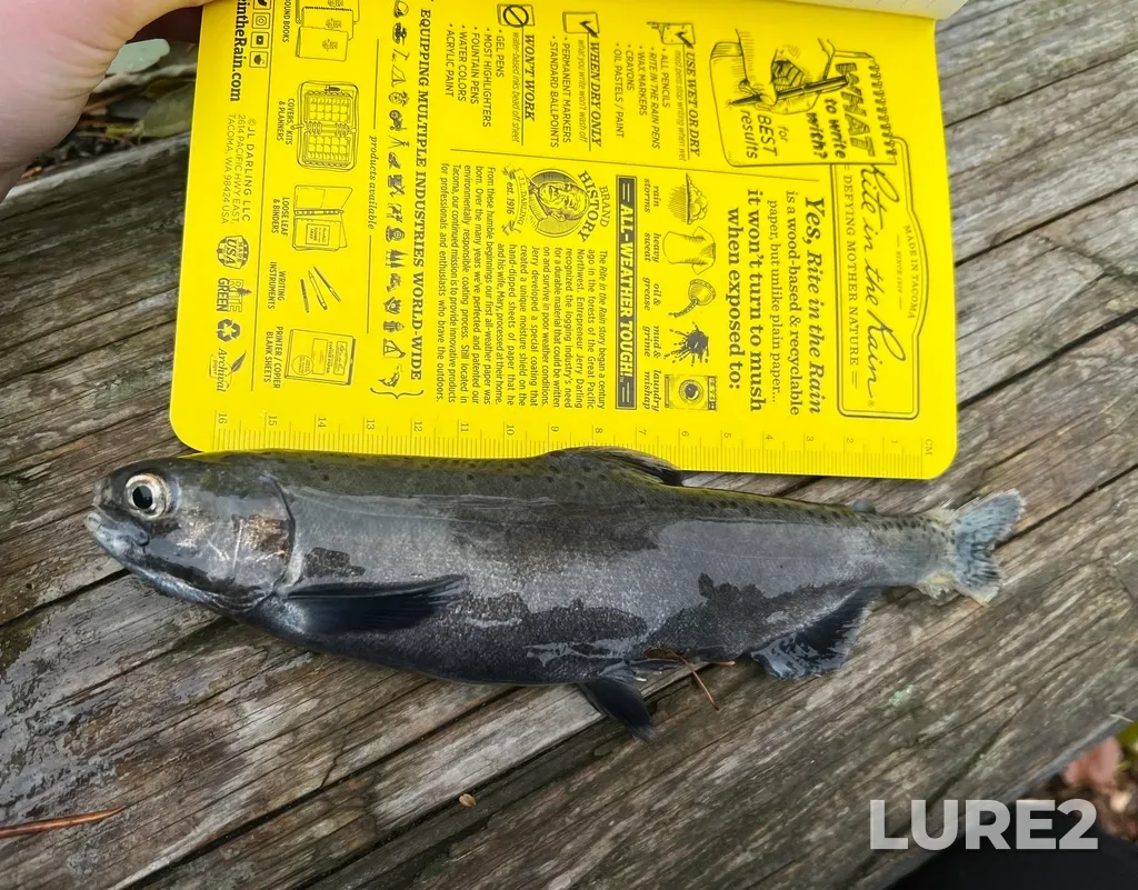 Sockeye salmon — Cayoosh Creek, Nov 15, 2025, 11:08 AM