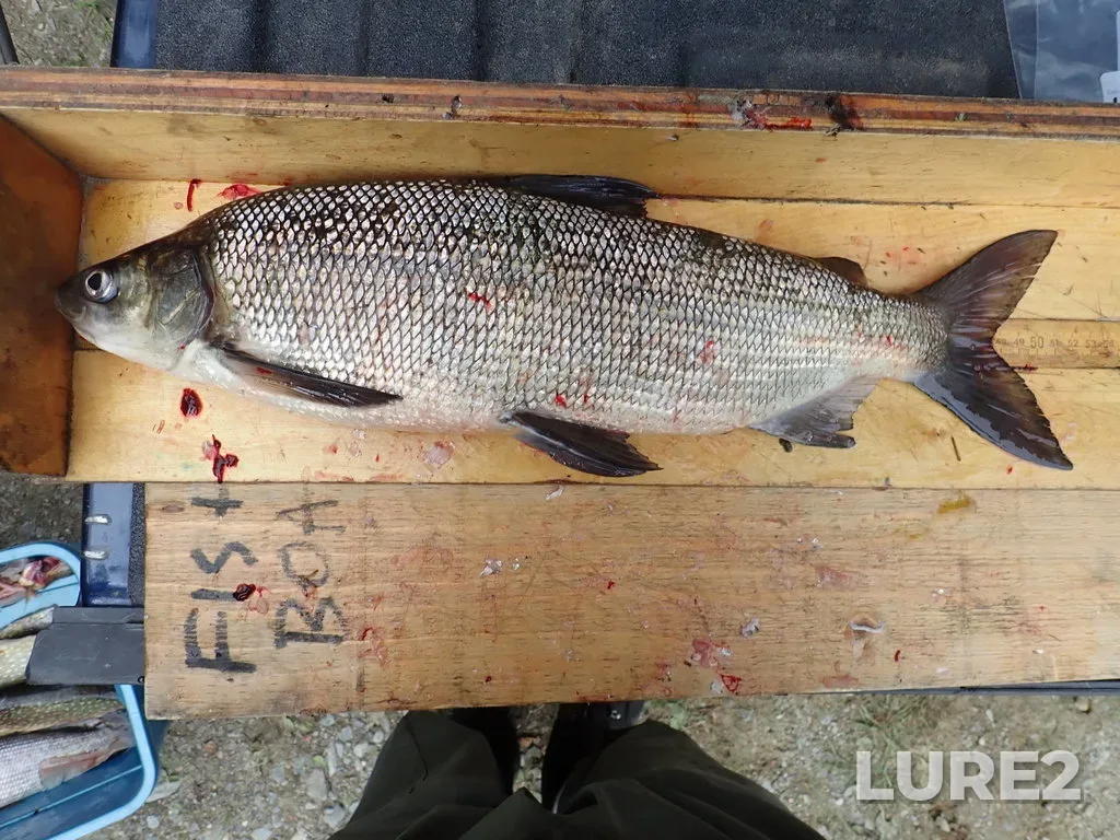 Whitefish — Namewaminikan River, Sep 09, 2019, 3:01 PM