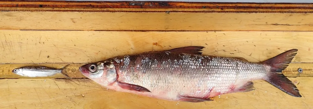 Whitefish, Pike — Namewaminikan River, Sep 13, 2019