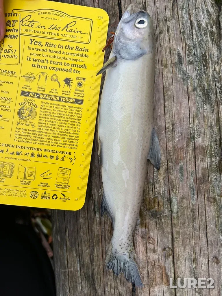 Sockeye salmon — Cayoosh Creek, Nov 15, 2025, 11:14 AM