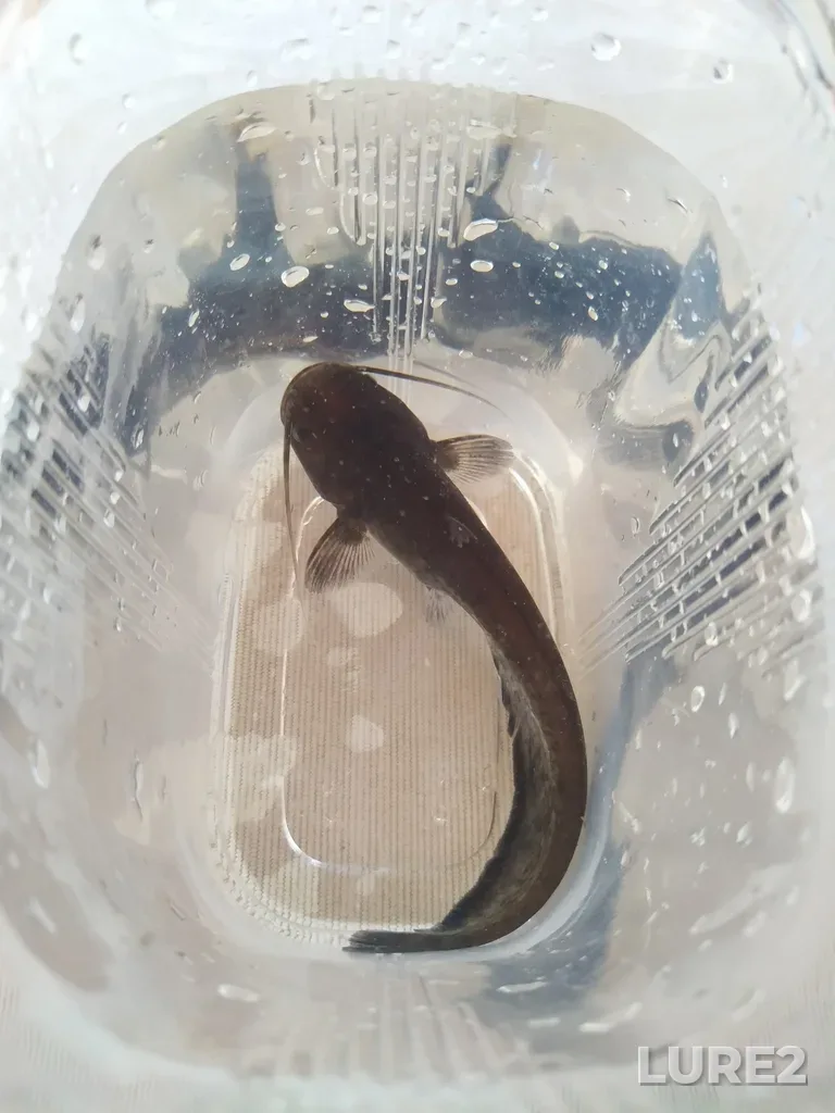 Wels catfish — Ivankovskoye, Jul 29, 2021, 2:43 PM