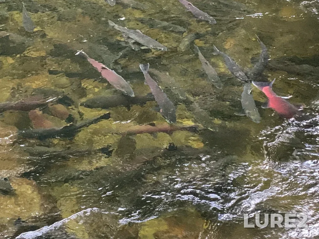 Coho salmon — Japan Gulch Reservoir, Nov 23, 2025, 12:59 PM
