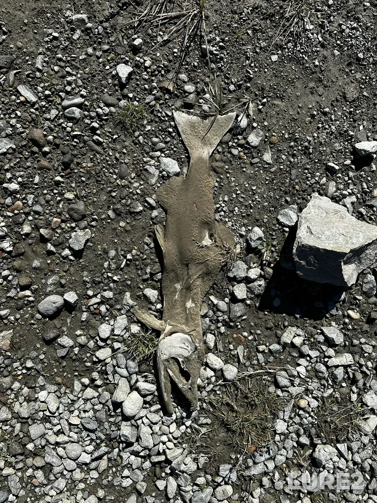 Pink salmon — Squamish River, Oct 05, 2025, 12:30 PM