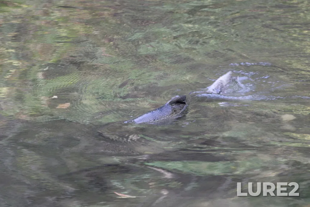 Chinook salmon — Rouge River, Oct 6, 2024