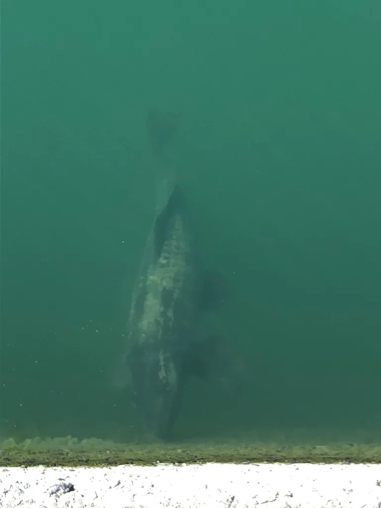 Carp — Lake Saint-Louis, Sep 16, 2019