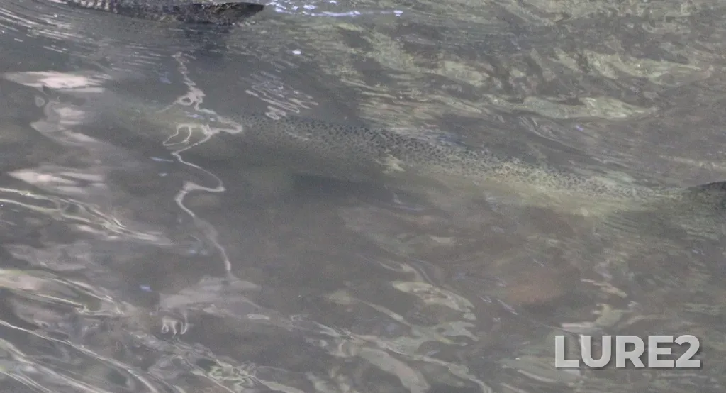 Chinook salmon — Rouge River, Oct 11, 2024