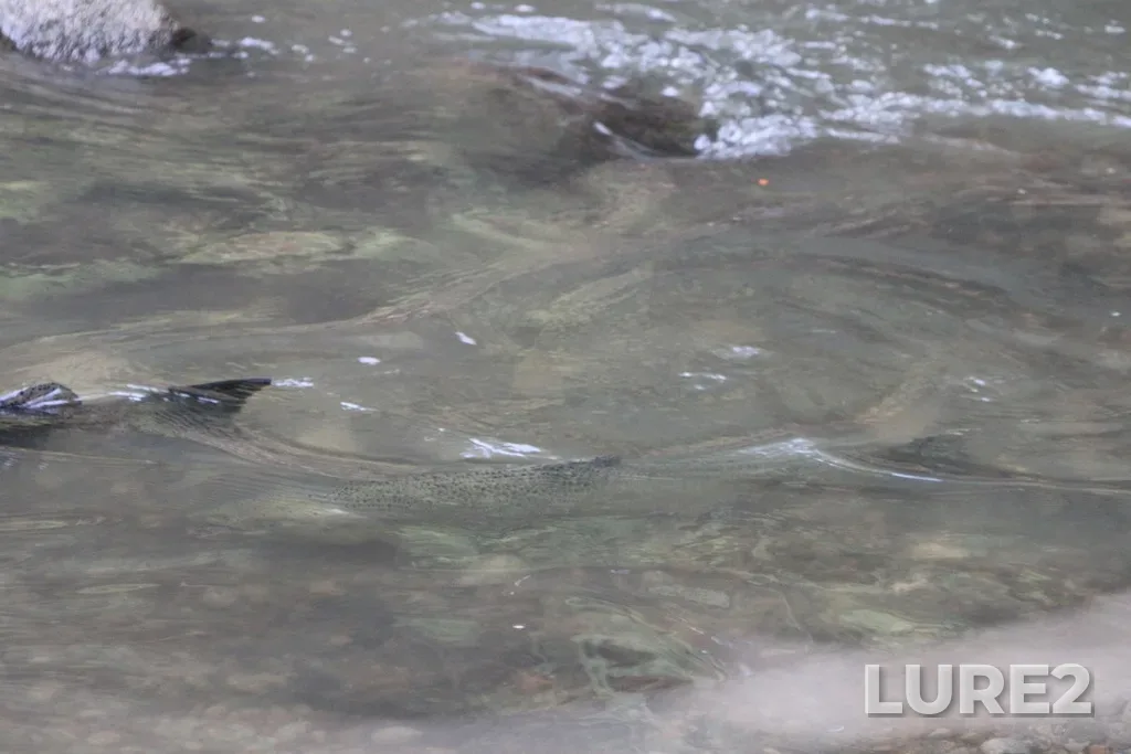Chinook salmon — Rouge River, Oct 11, 2024, 4:19 PM