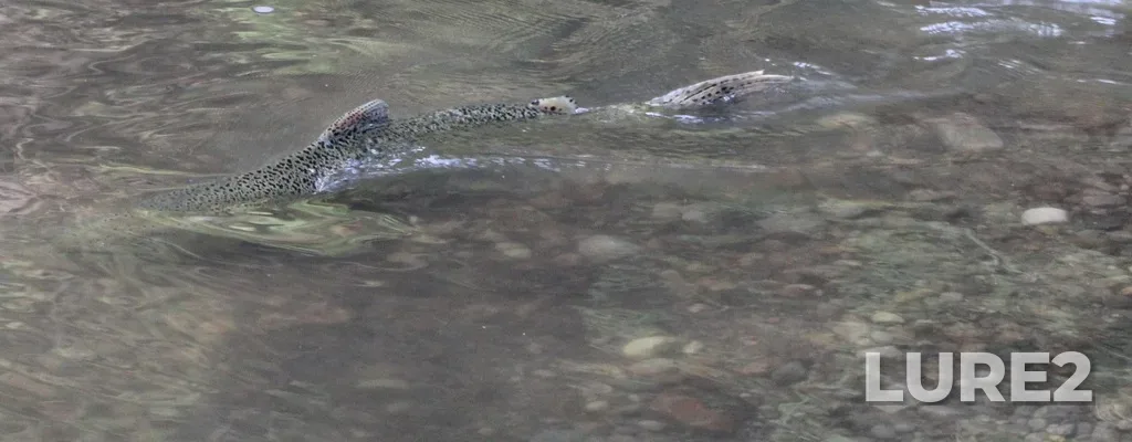 Chinook salmon — Rouge River, Oct 11, 2024, 4:19 PM