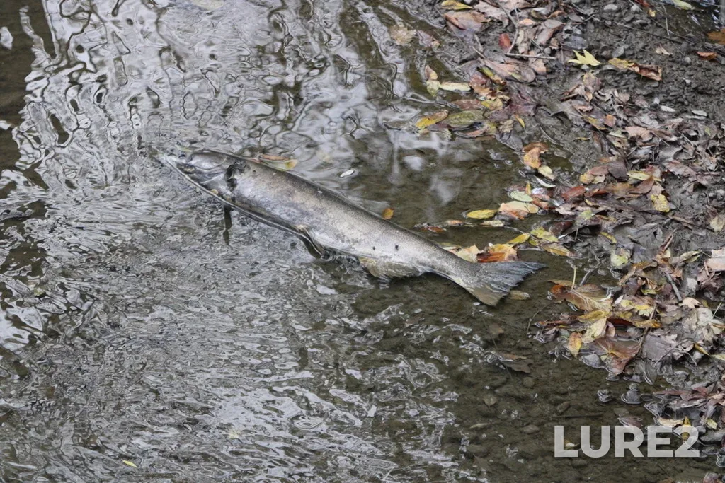 Chinook salmon — Rouge River, Oct 11, 2024, 4:49 PM