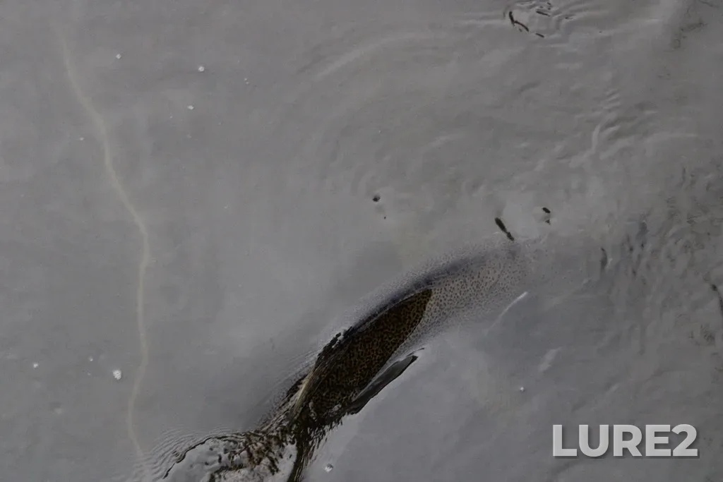 Chinook salmon — Rouge River, Oct 11, 2024, 4:50 PM