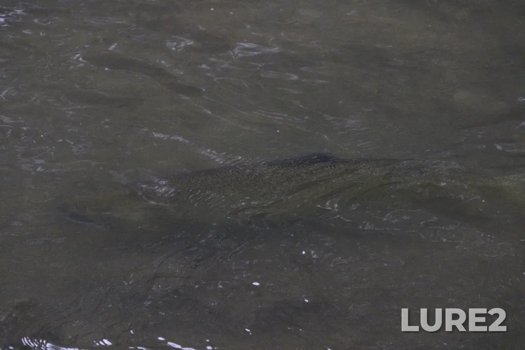 Chinook salmon — Rouge River, Oct 11, 2024, 5:04 PM