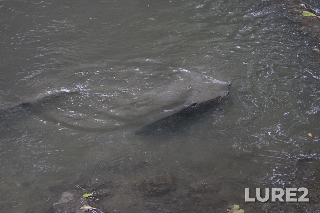 Chinook salmon — Rouge River, Oct 11, 2024, 5:01 PM