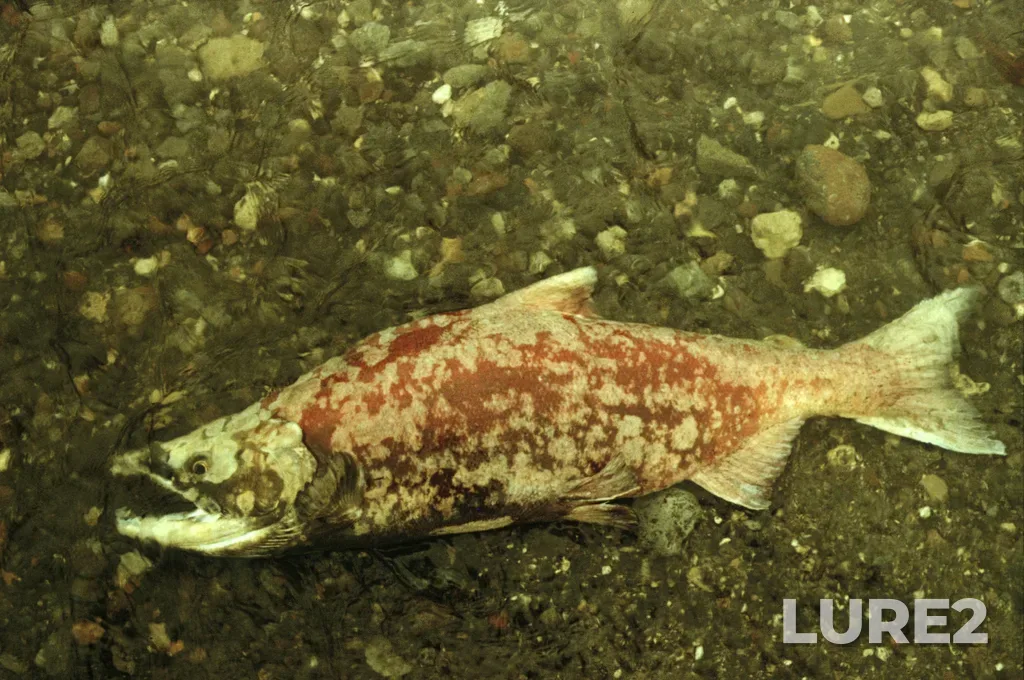 Sockeye salmon — Vychenkiya, Aug 15, 1991