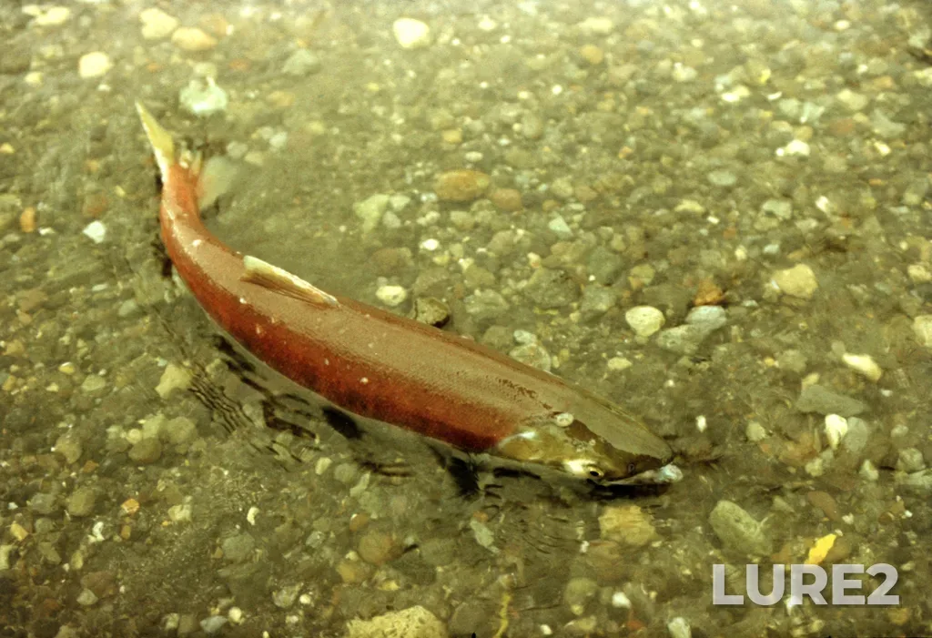 Sockeye salmon — Vychenkiya, Aug 15, 1991