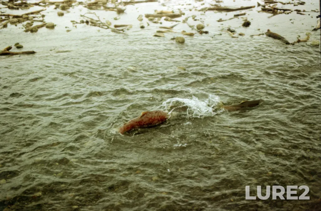 Sockeye salmon — Vychenkiya, Aug 16, 1991