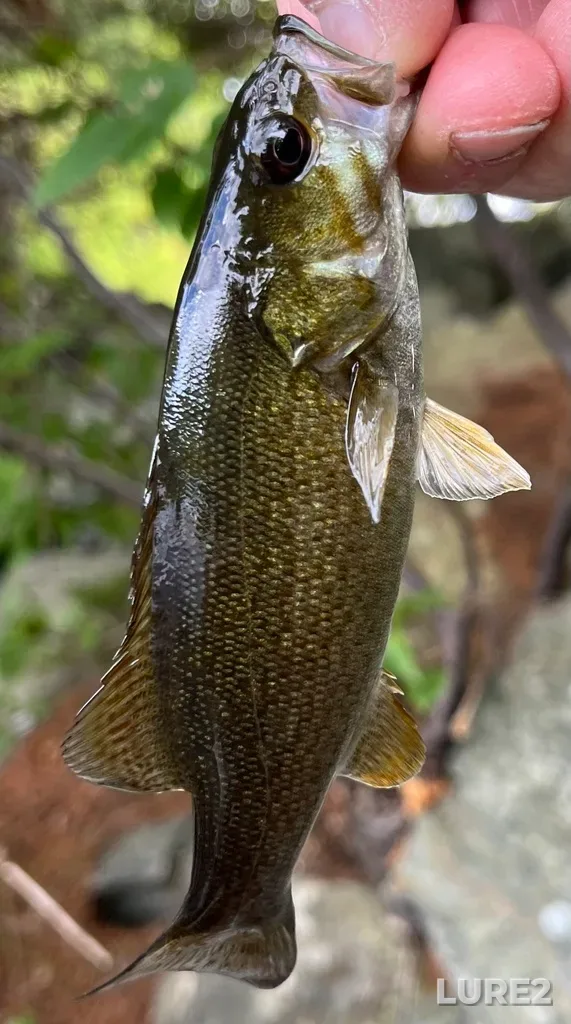 Smallmouth bass — Paper Mill Lake, Aug 30, 2025, 1:22 PM