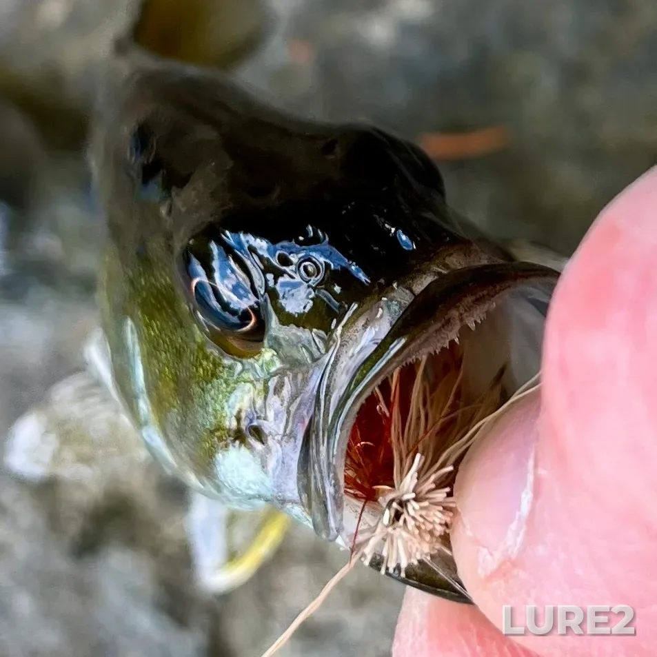 Smallmouth bass — Paper Mill Lake, Aug 30, 2025, 1:16 PM