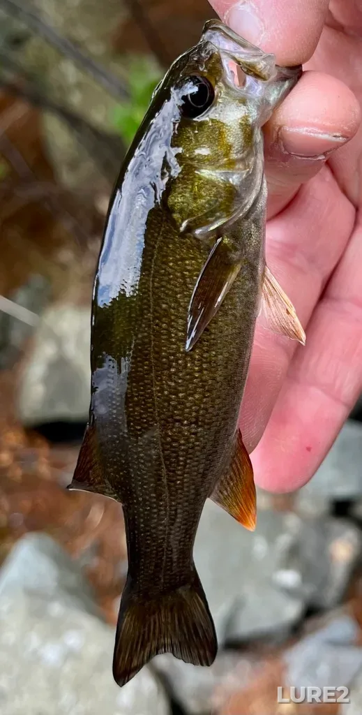 Smallmouth bass — Paper Mill Lake, Aug 30, 2025, 12:47 PM