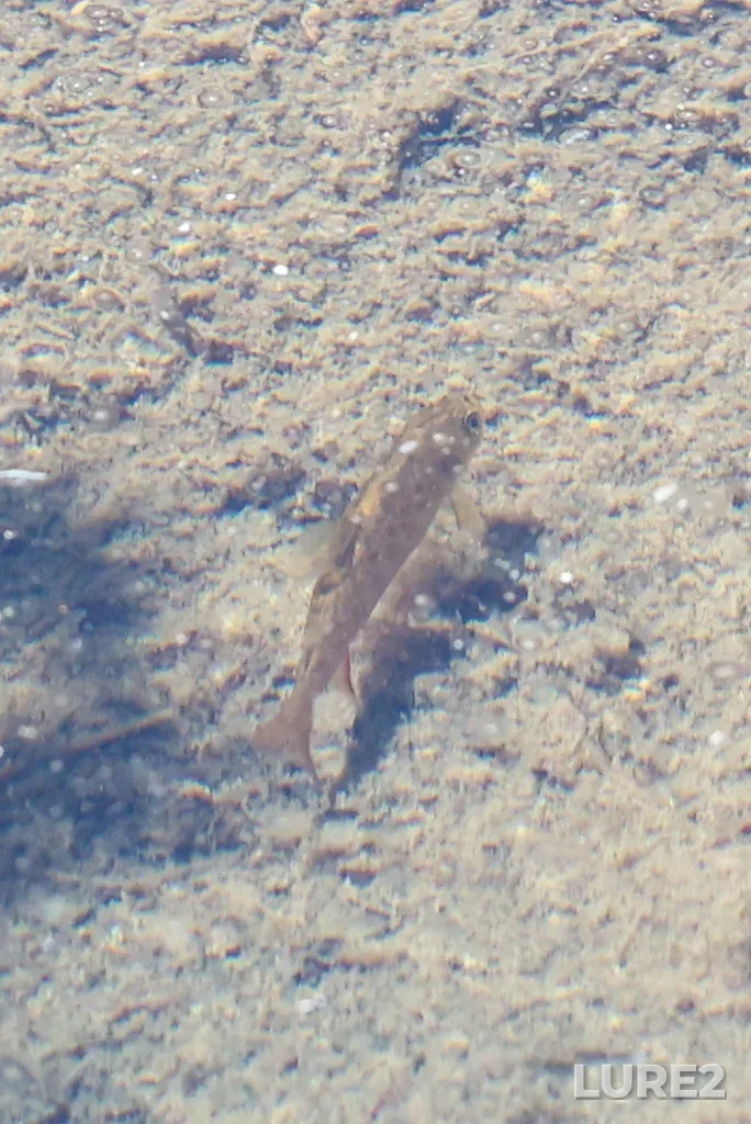 Brook trout — Cameron Creek, Aug 23, 2025, 3:10 PM