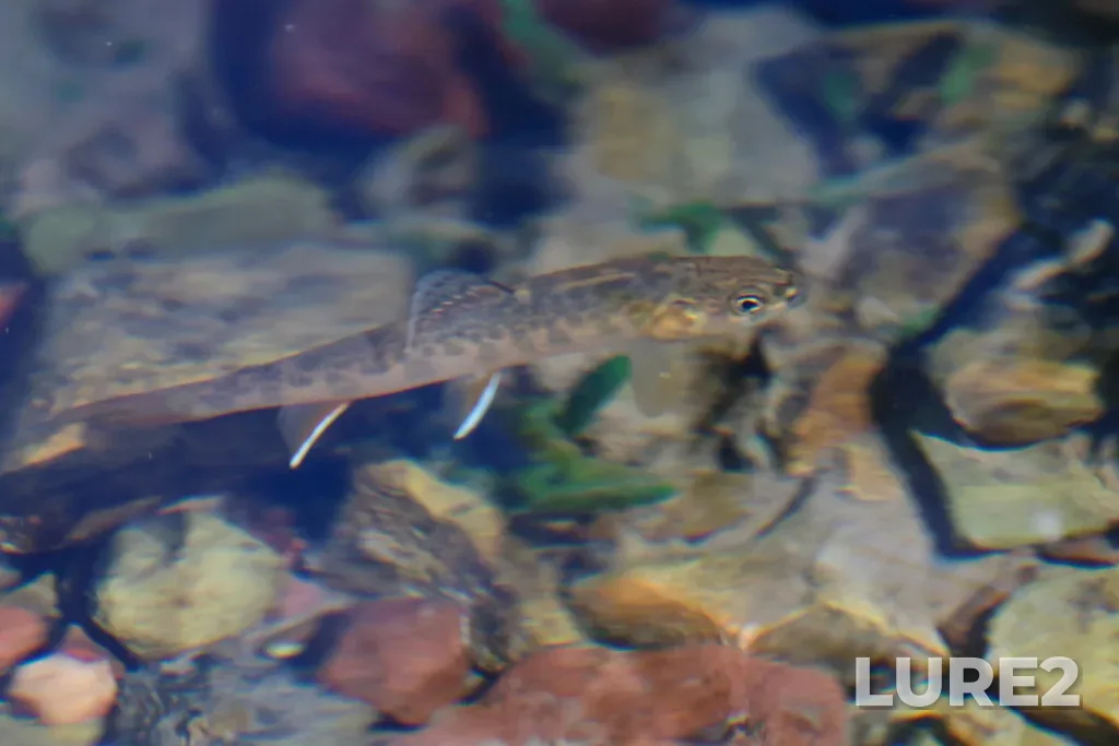 Brook trout — Cameron Creek, Aug 23, 2025, 4:04 PM