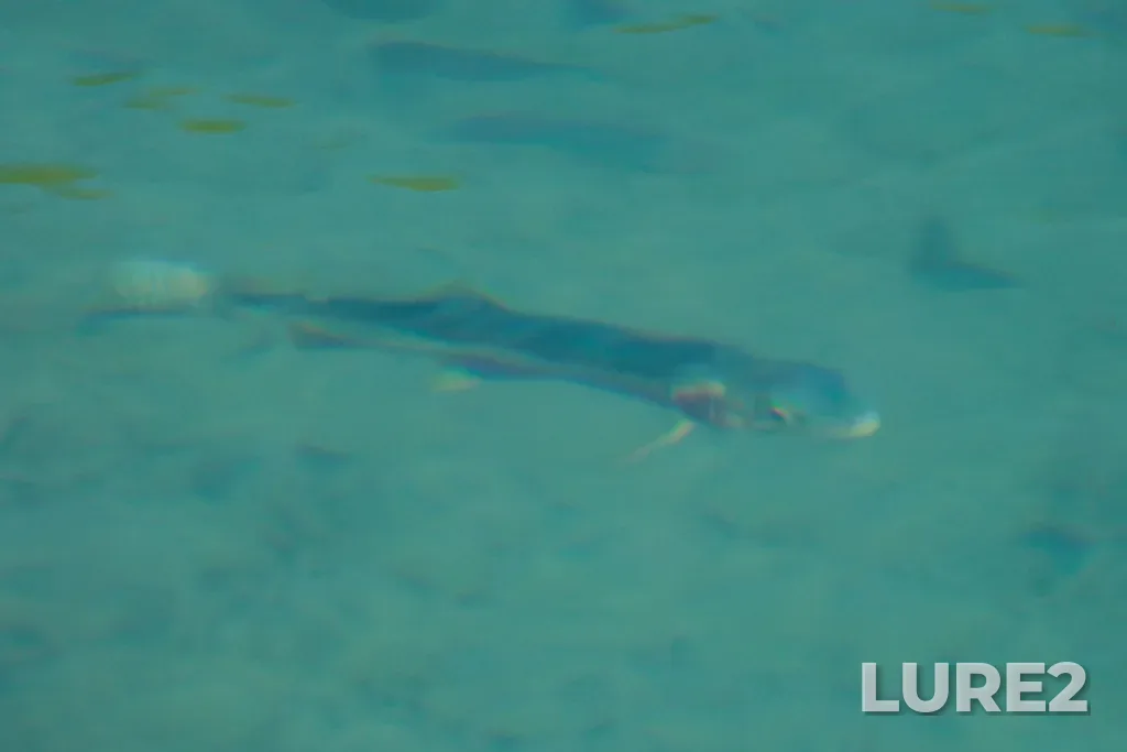 Cutthroat trout — Crypt Lake, Aug 24, 2025, 1:33 PM