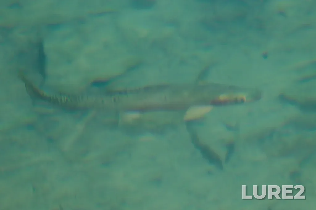 Cutthroat trout — Crypt Lake, Aug 24, 2025, 1:33 PM