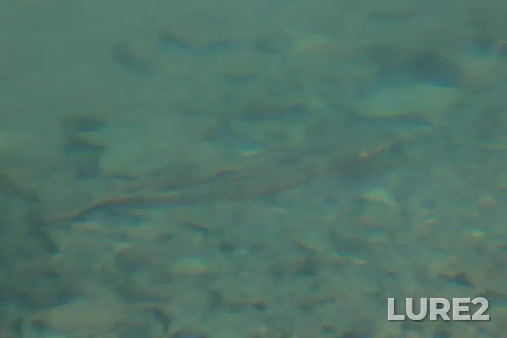 Cutthroat trout — Crypt Lake, Aug 24, 2025, 1:33 PM