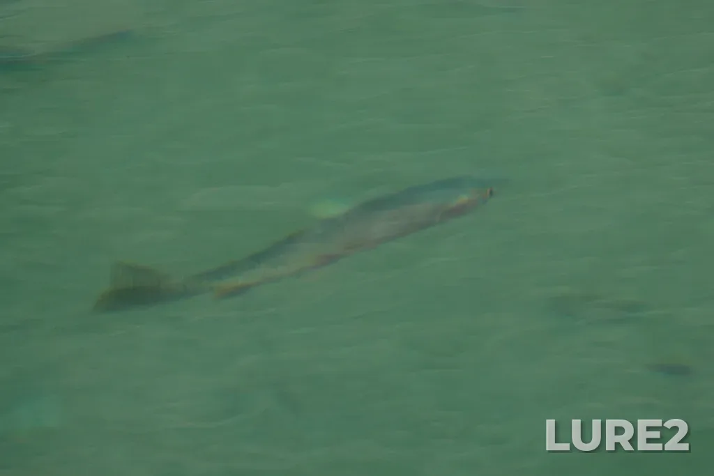 Cutthroat trout — Crypt Lake, Aug 24, 2025, 1:34 PM