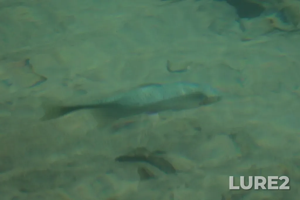 Cutthroat trout — Crypt Lake, Aug 24, 2025, 1:35 PM