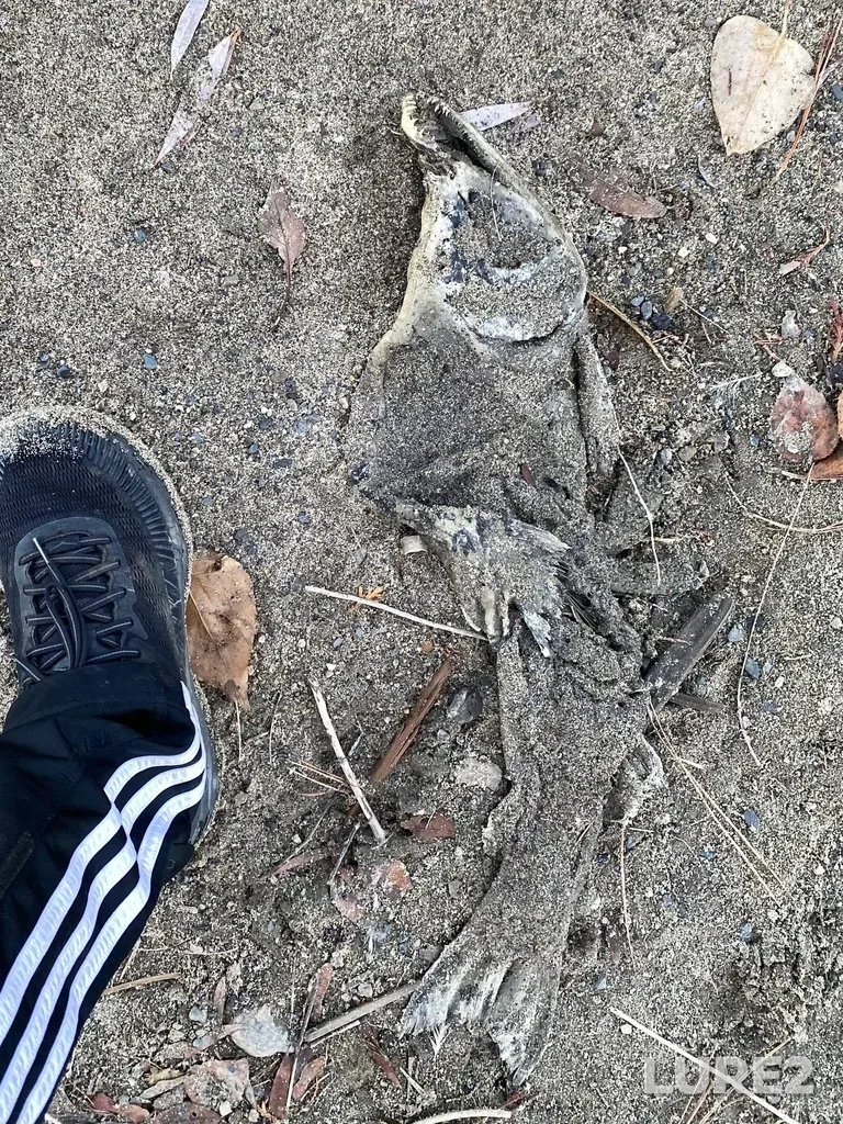 Pink salmon — North Thompson River, Dec 07, 2025, 3:26 PM