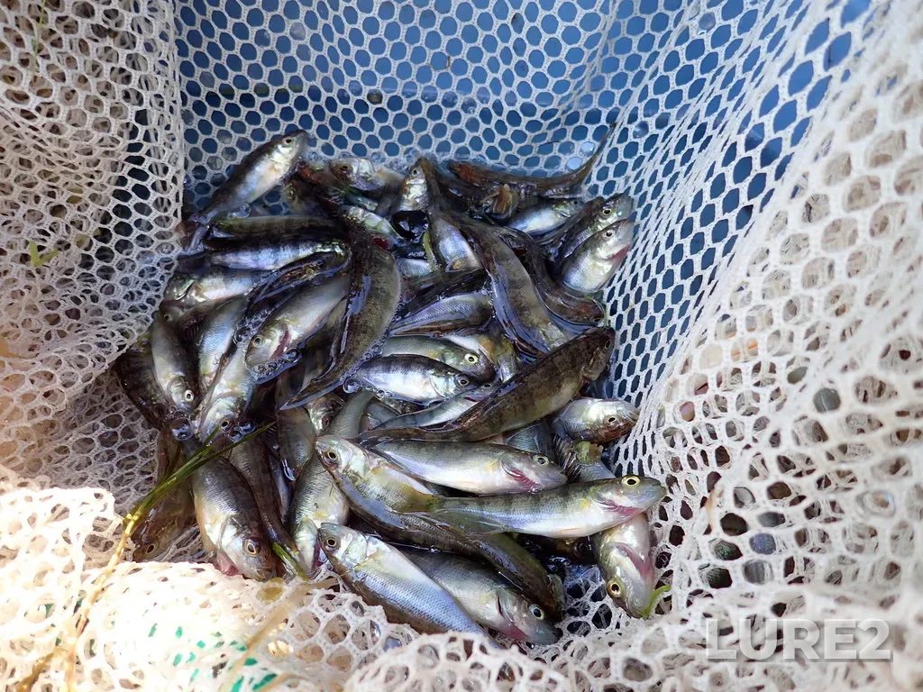 Yellow perch — Namewaminikan River, Sep 16, 2019, 1:55 PM