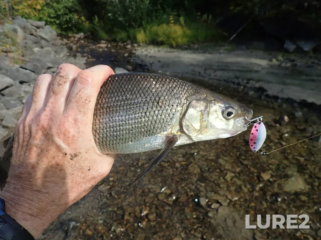 Whitefish — Namewaminikan River, Sep 17, 2019, 2:30 PM
