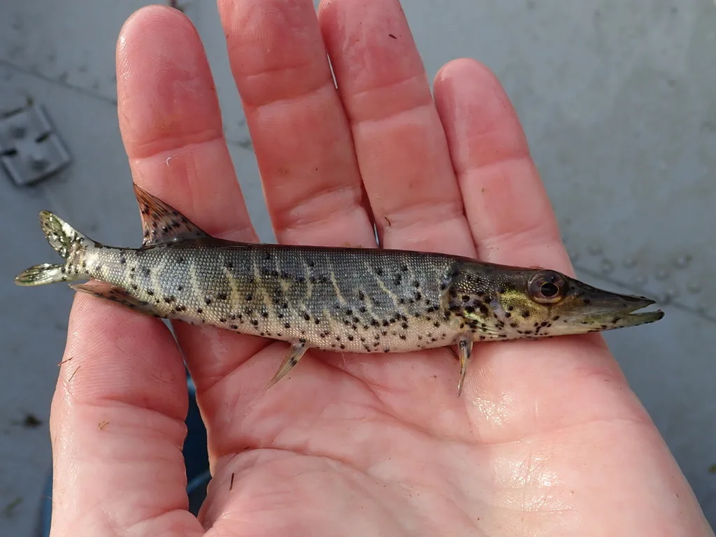 Pike, Yellow perch — Namewaminikan River, Sep 18, 2019